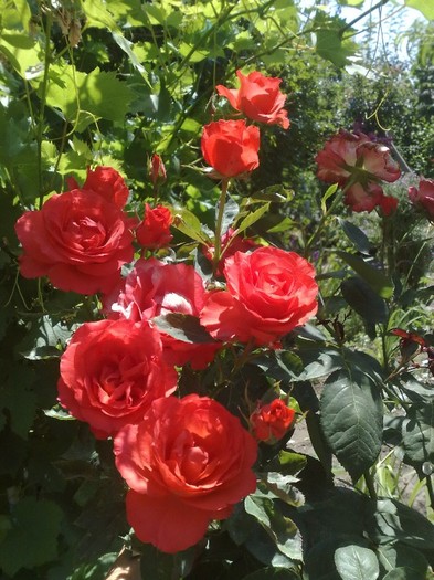 tanor star_anul 2 e o splendoare