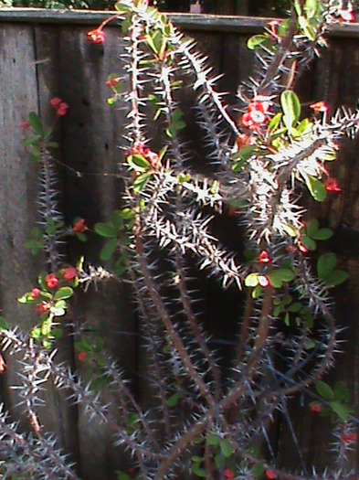 DSC00593