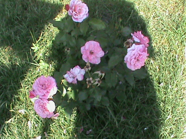 DSC00618