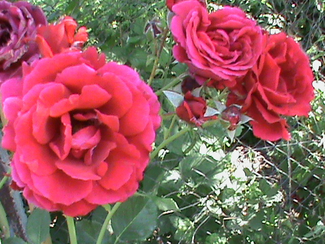 DSC00623