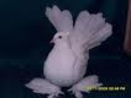 c - porumbei albi si grasuti