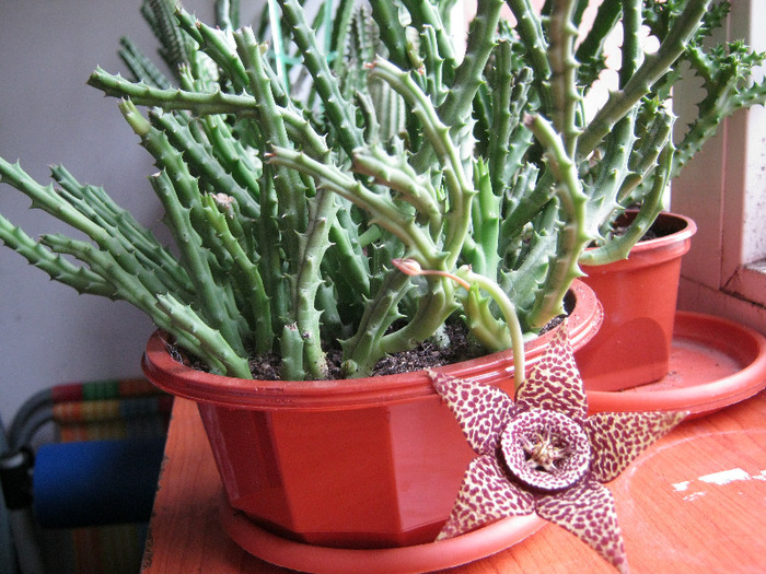 Orbea variegata medium dotted