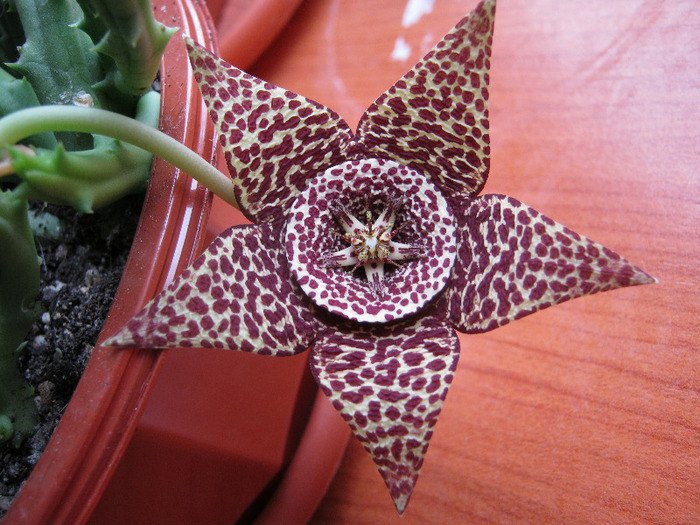 Orbea variegata medium dotted (1)