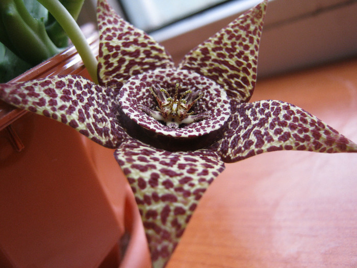 Orbea variegata medium dotted (2)