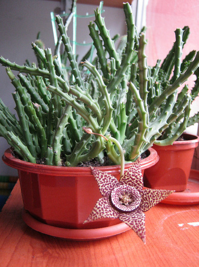 Orbea variegata medium dotted (13)