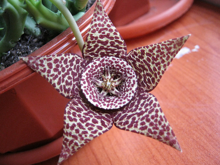 Orbea variegata medium dotted (9)