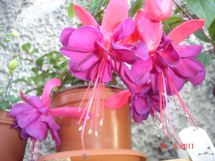 Woo Doo - Fuchsia 2011