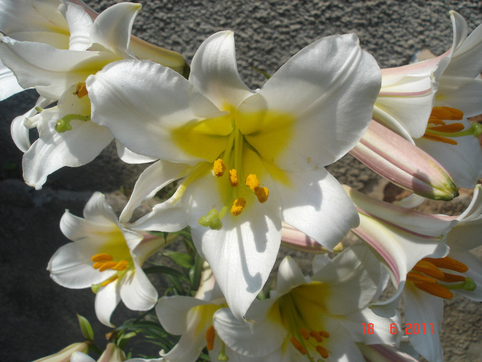 DSC02009 - gradina 2011