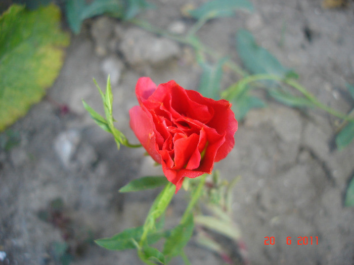 DSC02113 - gradina 2011