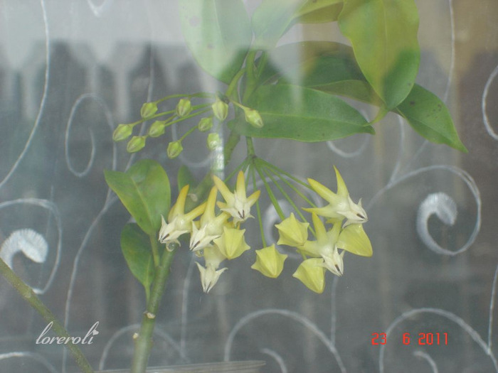 23.06.11 - Hoya Multiflora