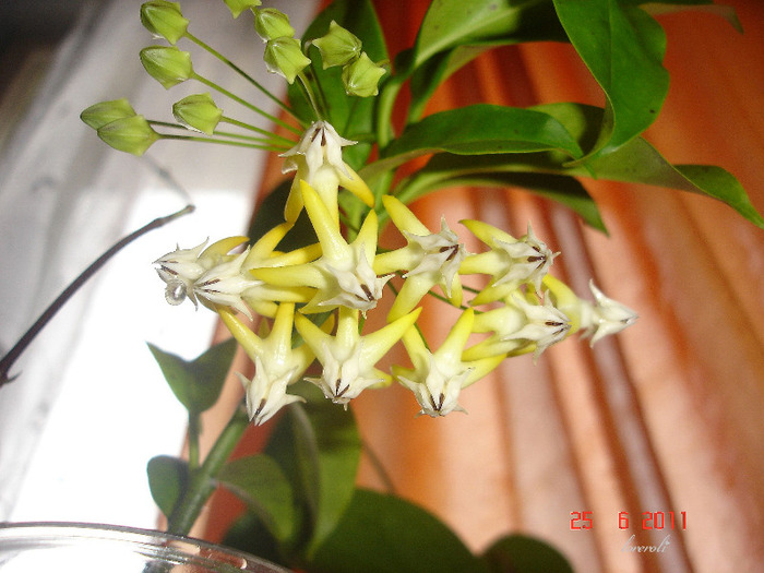 25.06.11 - Hoya Multiflora
