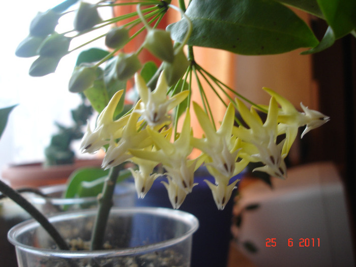 25.06.11 - Hoya Multiflora