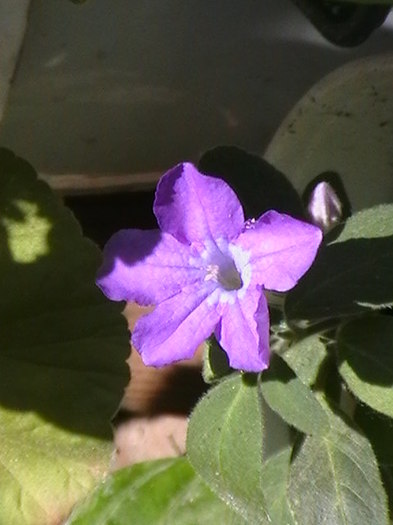 Picture 002