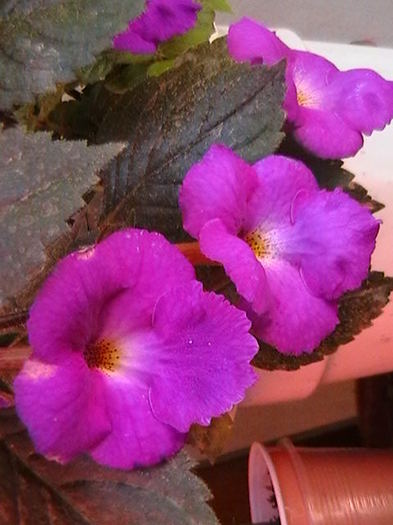 achimenes