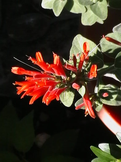 dicliptera