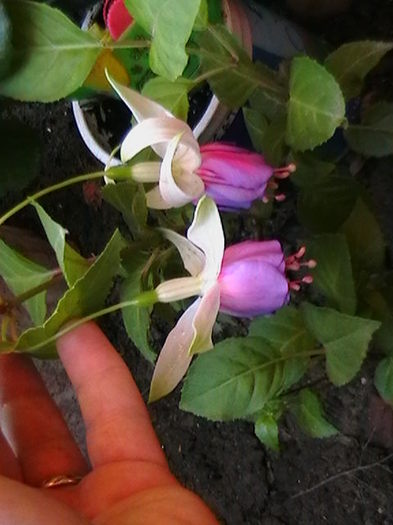 Picture 009