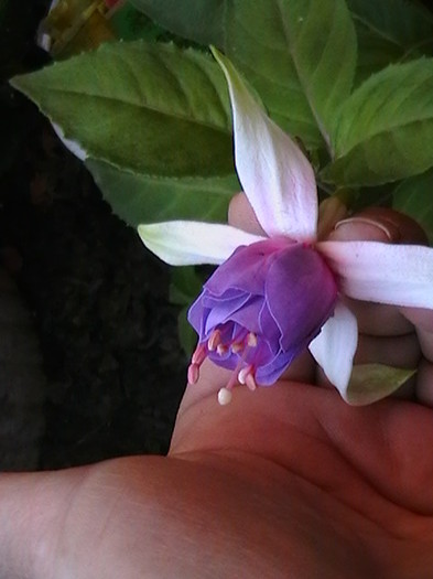 Picture 012