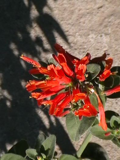 Picture 019