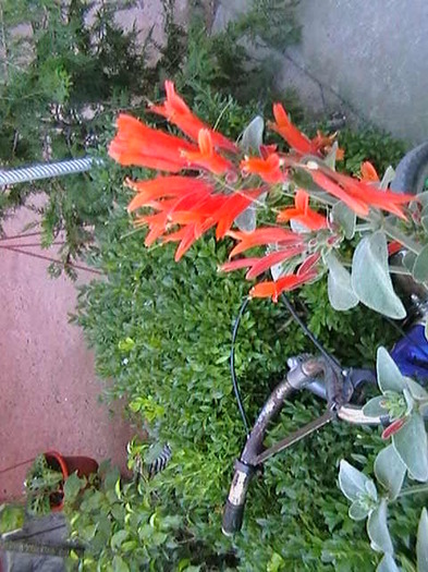 Picture 020