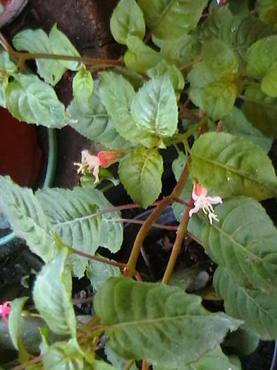 Picture 022