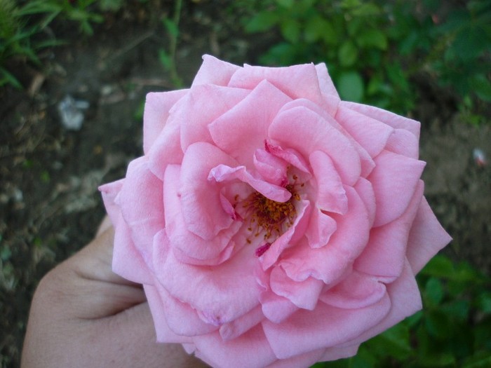roz
