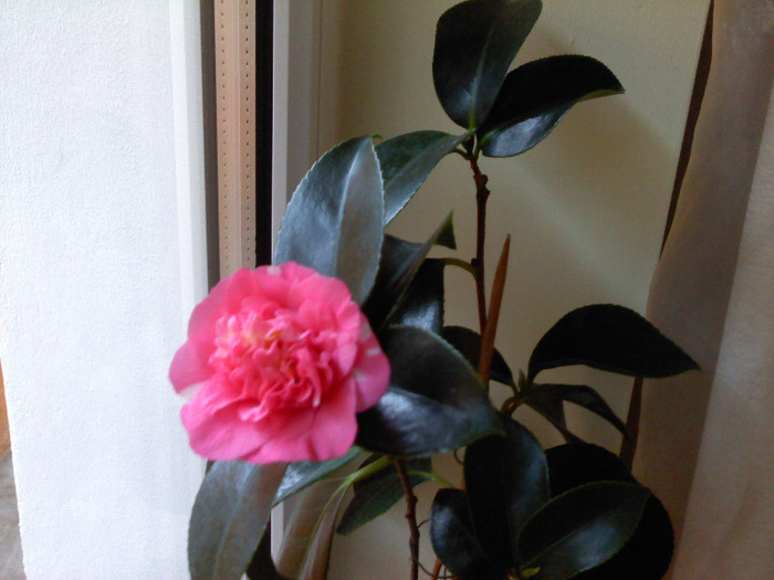 P110111_09.04 - Camelia Japonica