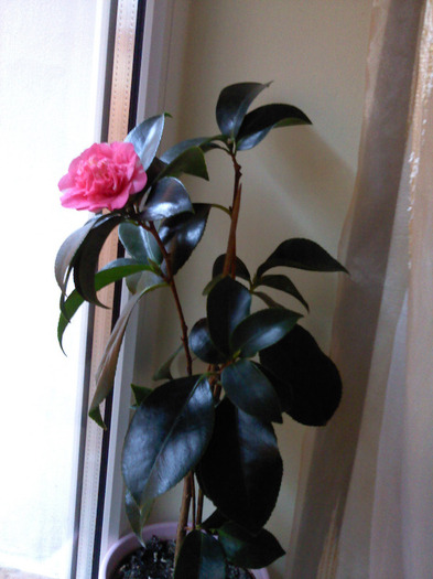 P110111_09.04_[01] - Camelia Japonica