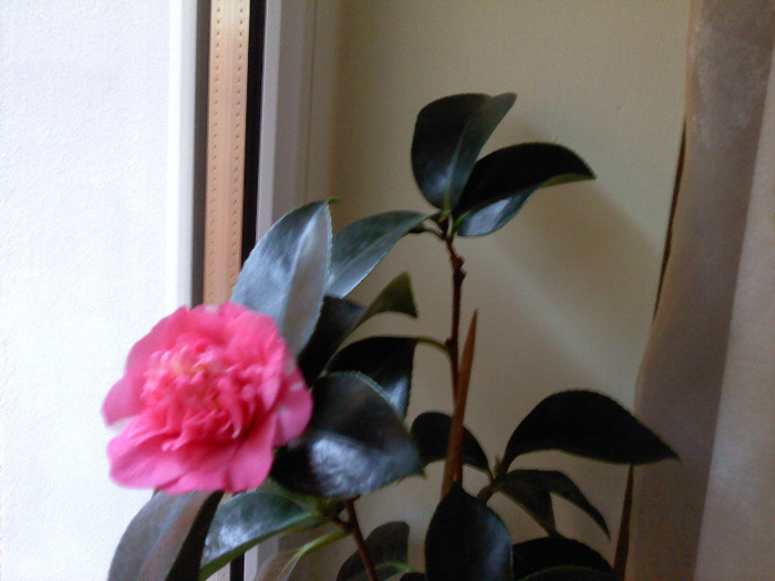 P110111_09.05 - Camelia Japonica