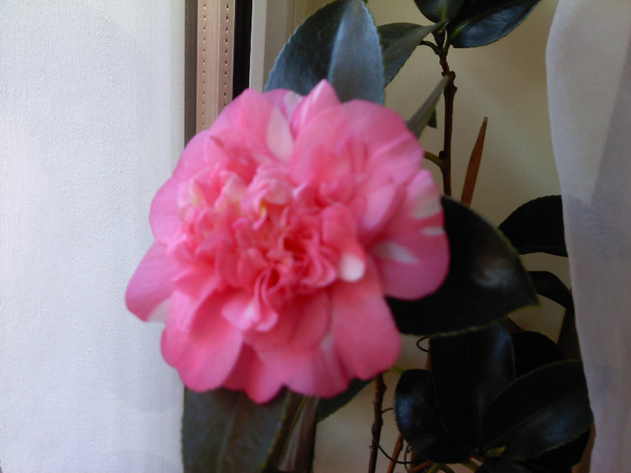 P150111_12.27_[01] - Camelia Japonica