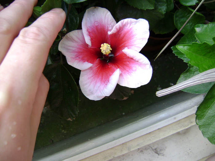 DSC06704 - hibiscus 2011