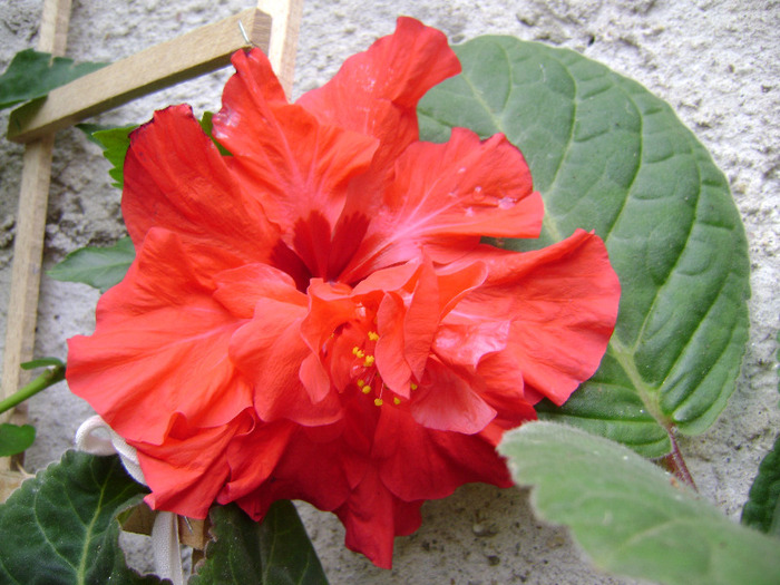 DSC06712 - hibiscus 2011