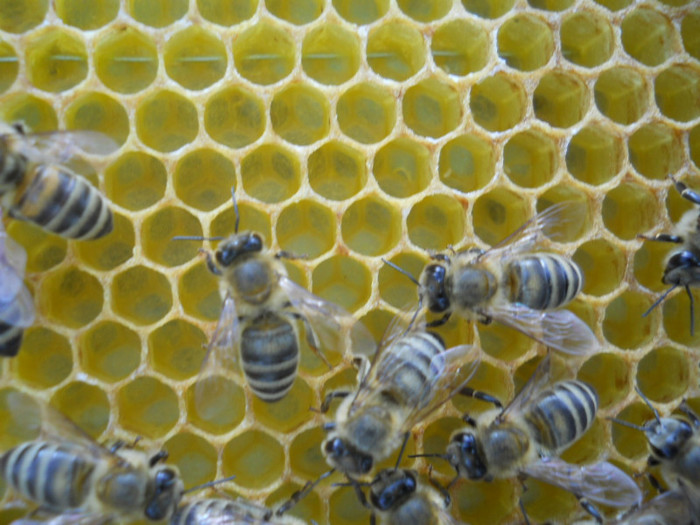 Atentie se lucreaza!!