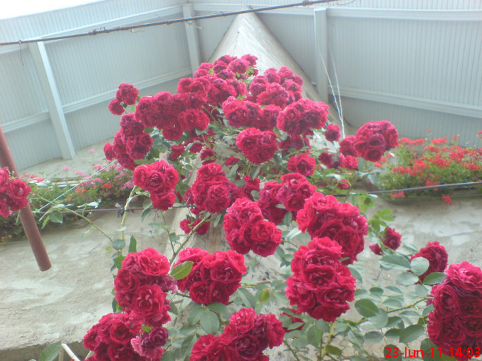 poze sony ericson solar 065