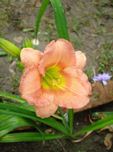 17. "Chorus Line", 25.06.2011