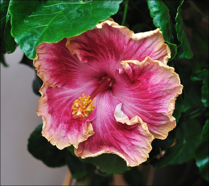 Hibiscus Rosa Sinensis. Cv. Bulerías - plantele mele