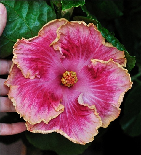 Hibiscus Rosa Sinensis. Cv. Bulerías - plantele mele