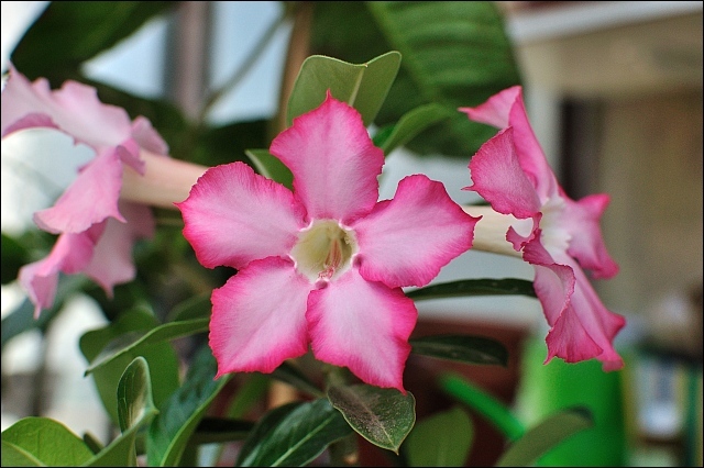 adenium - plantele mele