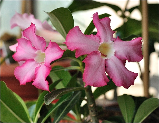 adenium - plantele mele