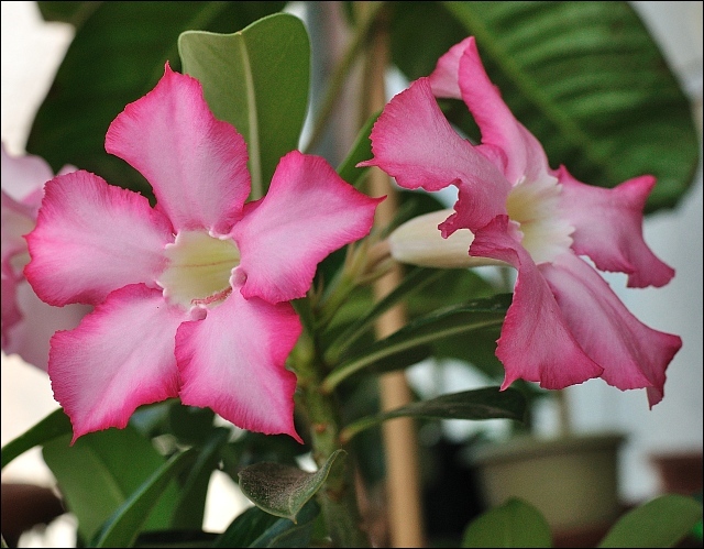 adenium - plantele mele