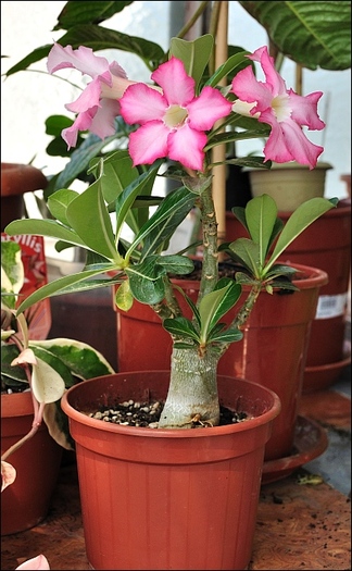 adenium - plantele mele