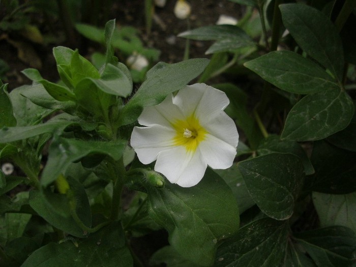 PICT3724 - Gradina 2011