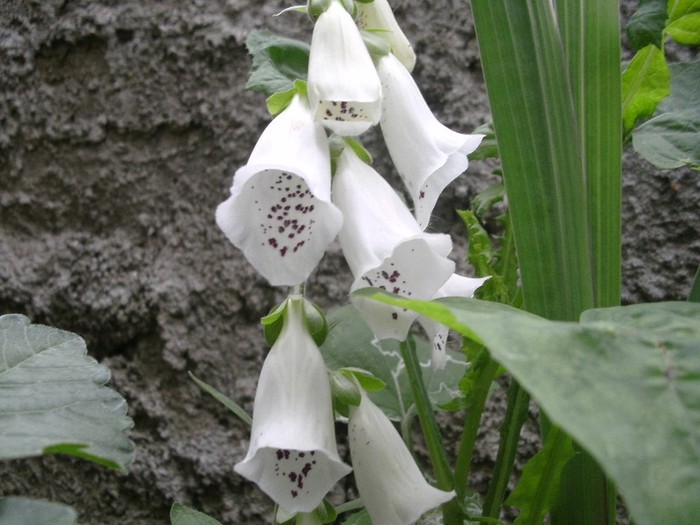 Digitalis - Gradina 2011