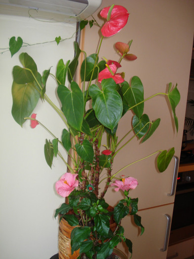 ANTHURIUM SI HIBISCUS - FLORILE MELE -ALBUM2