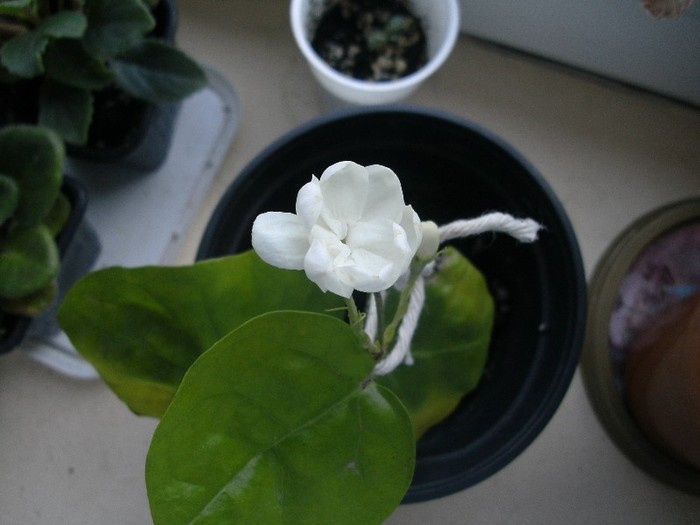 S-a deschis prima floricica - Jasminum sambac Maid of Orleans