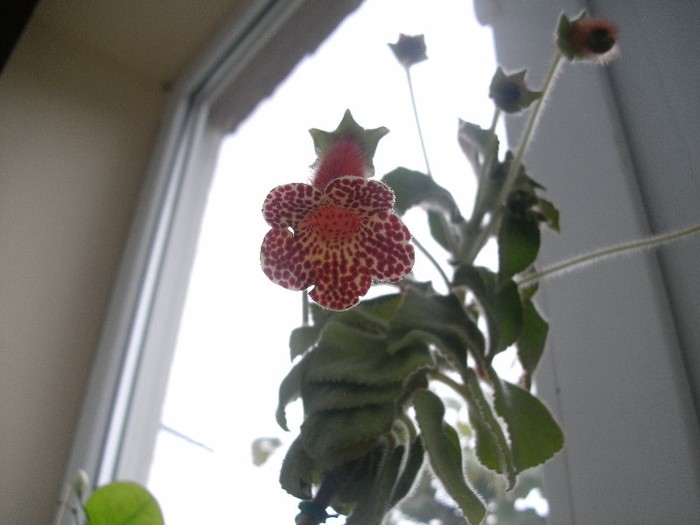 Kohleria Bibbi