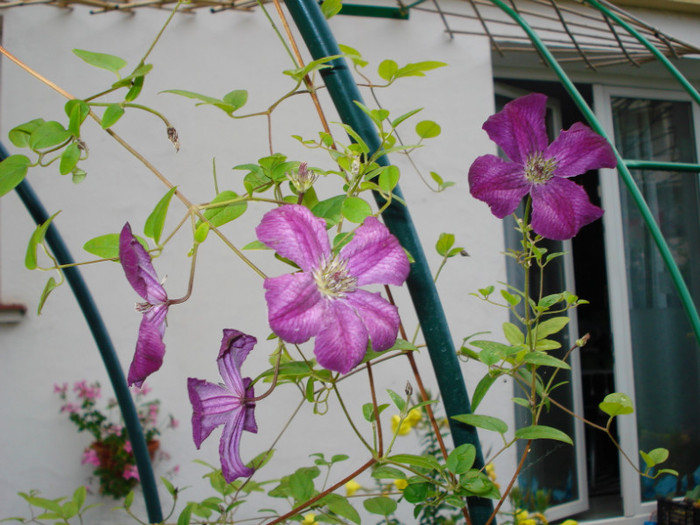 "Royal Velours", 25.06.2011 - Clematis 2011