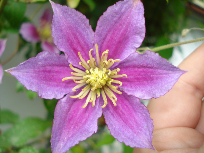 s-a uscat - Clematis 2011