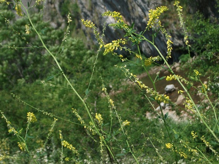 imaginile mele 1635 - flori de pe Valea Sohodolului