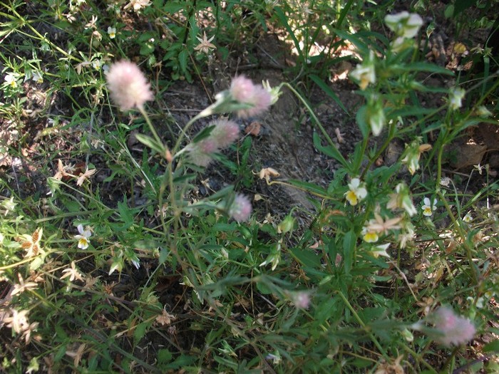 imaginile mele 1420 - flori de pe Valea Sohodolului
