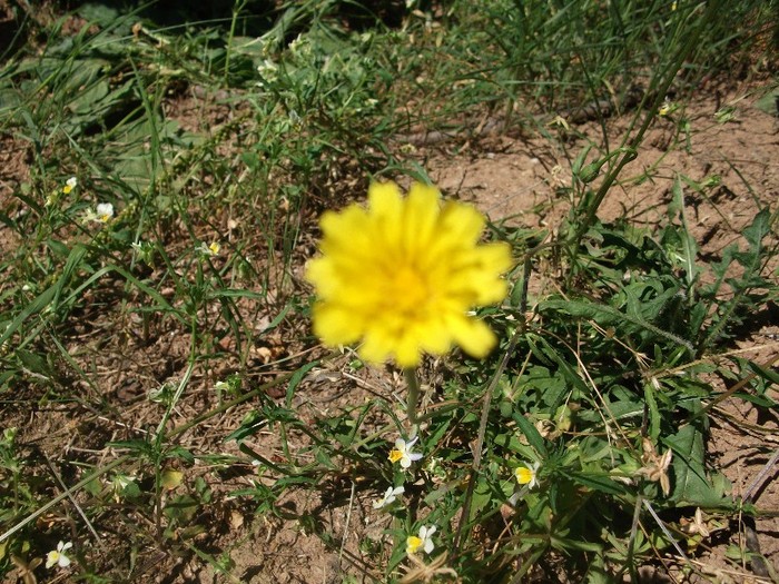 imaginile mele 1422 - flori de pe Valea Sohodolului